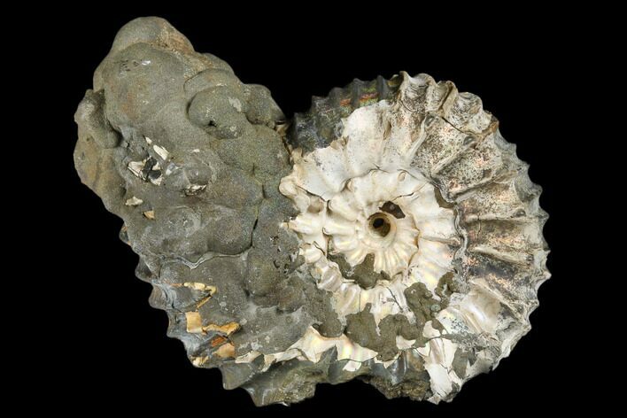 Iridescent, Pyritized Ammonite Fossil - Russia #181221